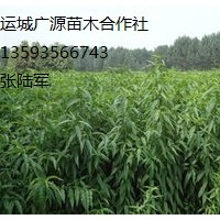 桃樹實(shí)生苗出售、價格優(yōu)惠、貨源充足
