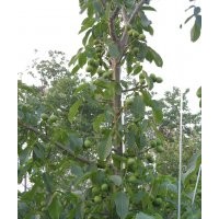 供應(yīng)果樹(shù)苗木金世紀(jì)、萌、夏紅、珊夏、信濃紅、意大利早紅、富紅