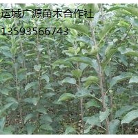 蘋果苗出售、蘋果苗品種齊全、價格優(yōu)惠