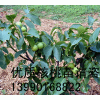 早熟核桃苗供應(yīng)/早熟核桃苗批發(fā)/早熟核桃苗廠家