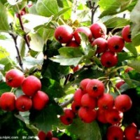 供應(yīng)山楂樹、國槐