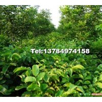 供應(yīng)核桃樹