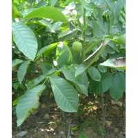 嫁接核桃苗價格