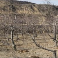 0.5-1米核桃苗 1-30公分柿子樹