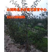 出售2-15公分山楂樹柿子樹山楂樹價格柿子樹圖片