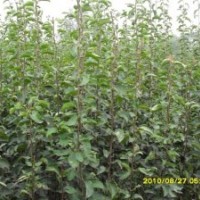 供應(yīng)梨樹各種品種成品苗，半成品苗（芽苗