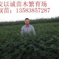 熱銷香椿苗泰安以誠苗木繁育場苗子