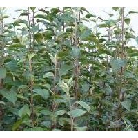 50-1米核桃苗 出售成品核桃苗1000萬株