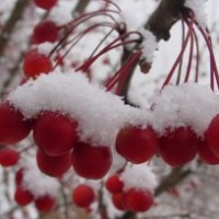 絢麗海棠，紅寶石海棠，鉆石海棠，開心果海棠，冬紅果海棠
