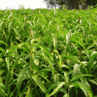 供應(yīng)桃樹苗、山桃苗。