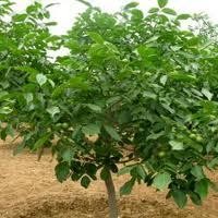 供應(yīng)5 6 7 8 9公分核桃苗