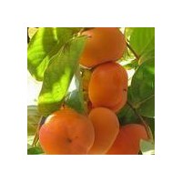 供應(yīng)柿子苗*柿子苗價(jià)格柿子樹(shù)苗 柿子樹(shù)苗基地