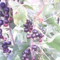 黑龍江省供應(yīng)優(yōu)質(zhì)黑加侖苗木