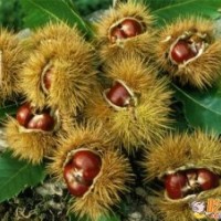 供應(yīng)大紅袍板栗苗寶元板栗苗板栗實(shí)生苗華豐板栗苗板栗種子