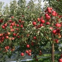 脫毒蘋果矮化蘋果苗