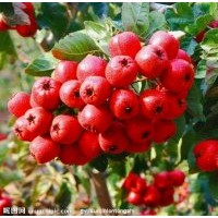供應(yīng)超金星山楂苗大五棱山楂苗歪把紅山楂苗大棉球山楂苗