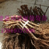 專業(yè)出售遼寧嫁接蜜汁葡萄苗長春出售蜜汁葡萄苗