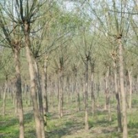 核桃苗、山楂苗、蘋(píng)果苗、梨樹(shù)苗、櫻桃苗、海棠苗、鈣果苗、國(guó)槐