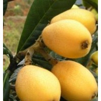 早鐘六號枇杷小苗批發(fā)