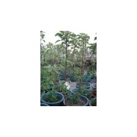 供應(yīng)盆栽蘋(píng)果樹(shù)及小苗蘋(píng)果樹(shù)