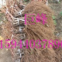 出售葡萄苗農(nóng)安出售葡萄苗松原出售葡萄苗榆樹出售葡萄苗