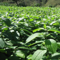 供應(yīng)山櫻桃苗