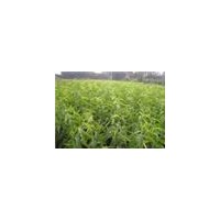 供應(yīng)杏樹(shù)苗 山西杏樹(shù)苗 優(yōu)質(zhì)山楂苗