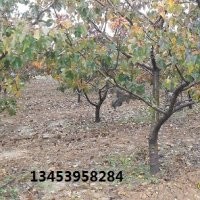 山楂樹價格/山西甜柿子苗基地/山西泰綠苗木供應(yīng)