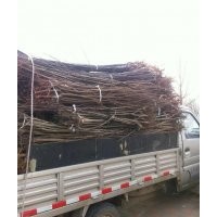 自家苗圃長(zhǎng)年出售各類(lèi) 占地、綠化樹(shù)苗，可送貨