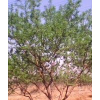 出售自家3-5公分桃樹有需要者聯系