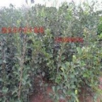 長期供應(yīng)各類種苗