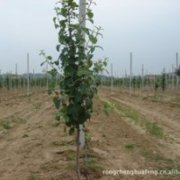 綠茵苗木 ：蘋果苗