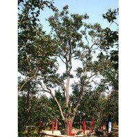 大量供應(yīng)成品柿子樹，包成活，包上車