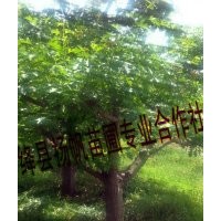 供應(yīng)20公分山楂樹，15-20公分山楂樹，20公分山楂樹價格
