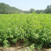 桃樹苗，桃樹成苗，桃樹苗原生苗