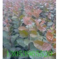 臨沂上百萬甜茶苗定向嫁接，定向回收。