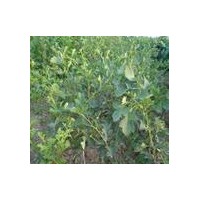 山西山楂苗供應(yīng) 優(yōu)種培育