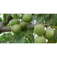 青皮核桃出售、大量青皮核桃低價(jià)供應(yīng)