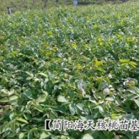 海天短枝核桃苗，批發(fā)良種核桃苗品種
