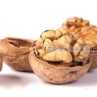 簡陽核桃苗批發(fā)，優(yōu)質(zhì)核桃苗價格，海天核桃苗值得信賴