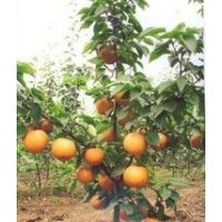 柿子苗，甜柿子苗，柿子樹，黑棗樹