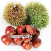 板栗苗批發(fā)，種板栗苗豐產(chǎn)技術(shù)由海天提供