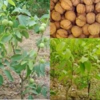 核桃苗批發(fā)|核桃苗品種|核桃苗種植技術(shù)