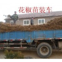 供應(yīng)2014年花椒苗價(jià)格山西花椒苗