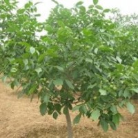 供應(yīng)2-5公分小核桃樹