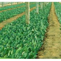 美早櫻桃苗品種