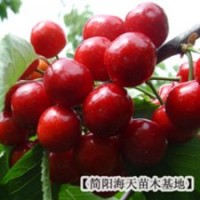 紅燈車厘子苗,紋川車厘子苗,車厘子品種來源