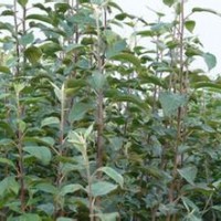 出售蘋果苗 3-8公分、8-15公分蘋果樹