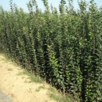 山西嫁接蘋果苗|矮化蘋果苗|短枝富士蘋果苗