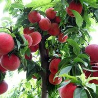 優(yōu)價5-6公分突圍桃樹，三年坐果